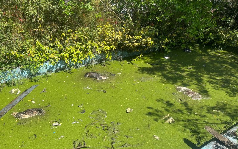 Cachorro foi resgatado em piscina de casa abandonada em Novo Hamburgo
