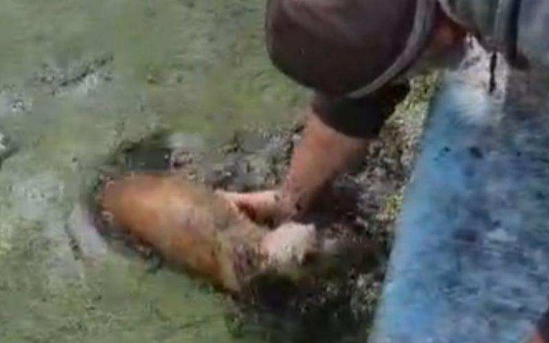 VÍDEO: Cadela é resgatada ao cair em piscina de casa abandonada em Novo Hamburgo; moradores dizem que cachorros já morreram no local