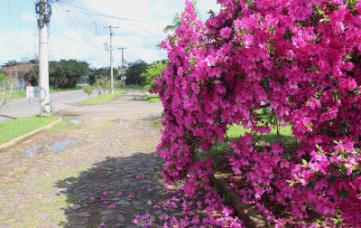 Em Estância Velha, tom rosa forte das flores chama a atenção em residência do bairro Rincão da Saudade