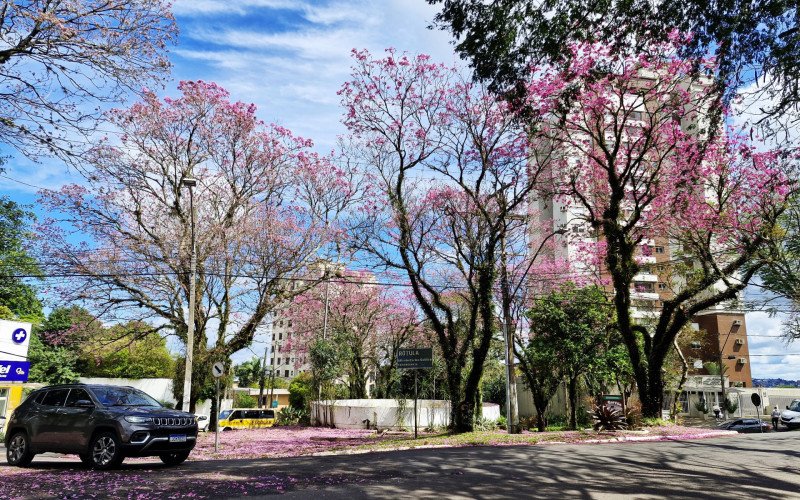 Flores coloridas anunciam a chegada da primavera pela região