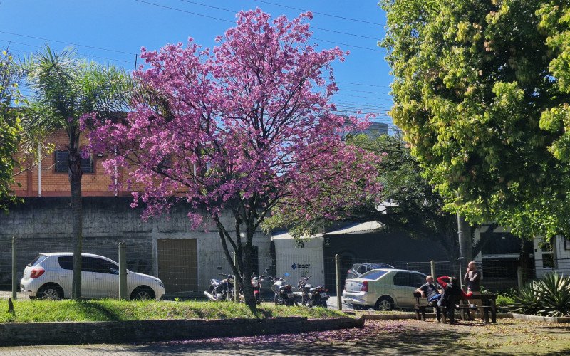 Flores coloridas anunciam a chegada da primavera pela região