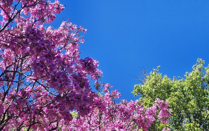 Flores coloridas anunciam a chegada da primavera pela região