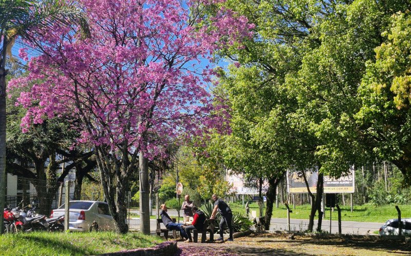 Flores coloridas anunciam a chegada da primavera pela região