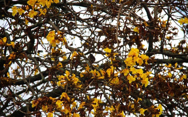 Flores coloridas anunciam a chegada da primavera pela região