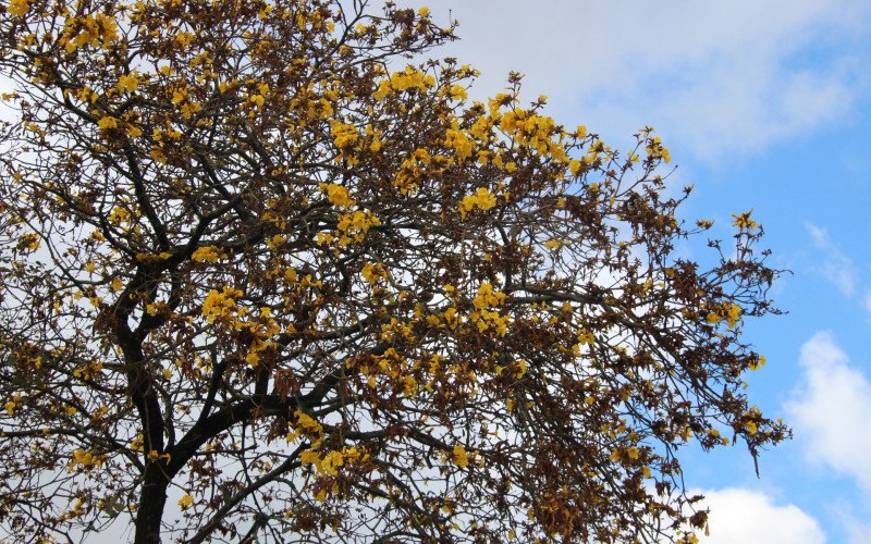 Flores coloridas anunciam a chegada da primavera pela região