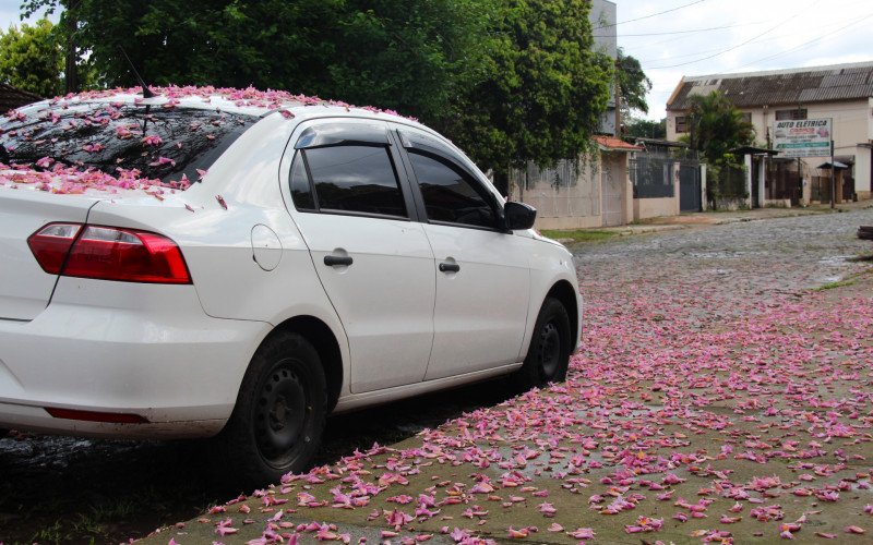 Flores coloridas anunciam a chegada da primavera pela região