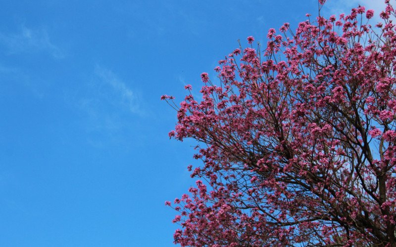 Flores coloridas anunciam a chegada da primavera pela região