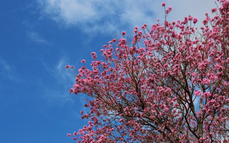 Flores coloridas anunciam a chegada da primavera pela região