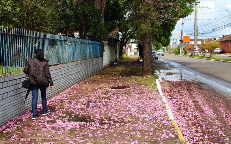 Flores coloridas anunciam a chegada da primavera pela região