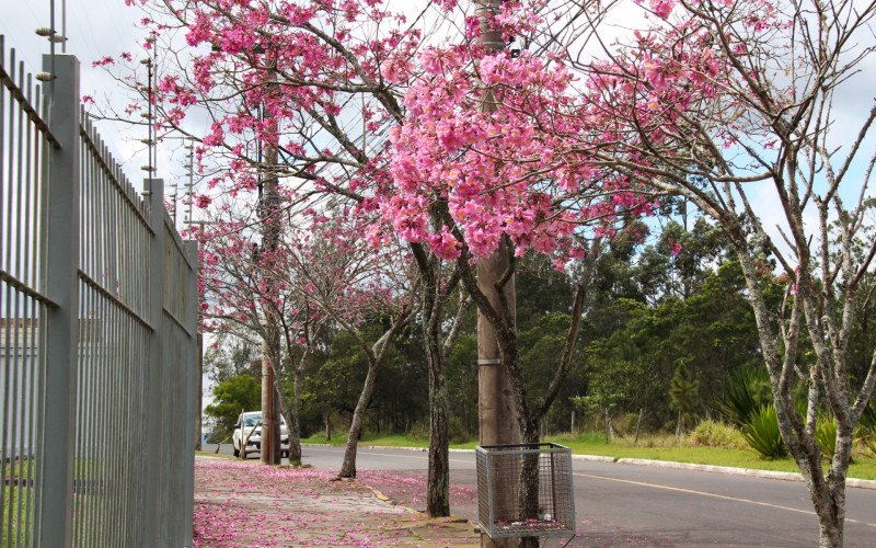 Flores coloridas anunciam a chegada da primavera pela região