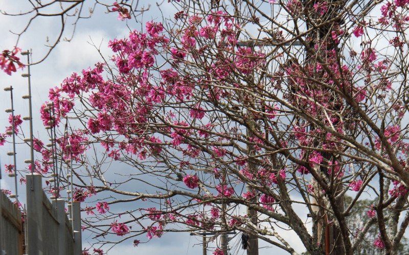 Flores coloridas anunciam a chegada da primavera pela região