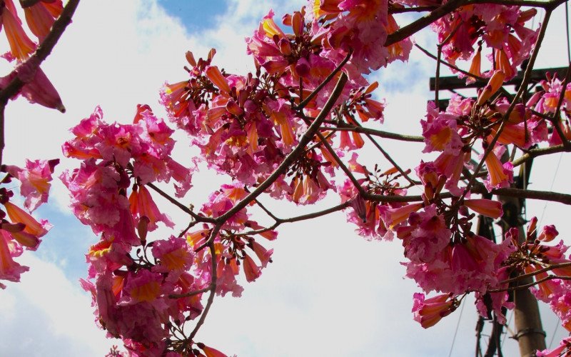 Flores coloridas anunciam a chegada da primavera pela região