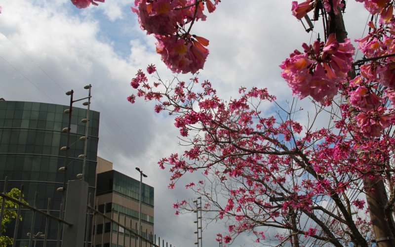 Flores coloridas anunciam a chegada da primavera pela região