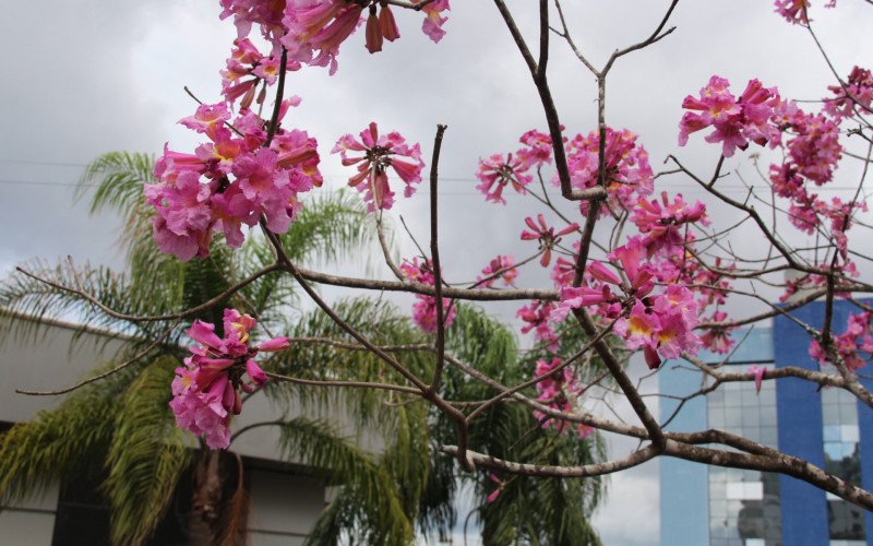 Flores coloridas anunciam a chegada da primavera pela região