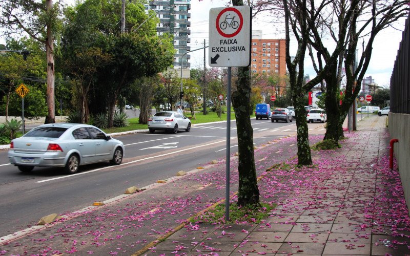 Flores coloridas anunciam a chegada da primavera pela região