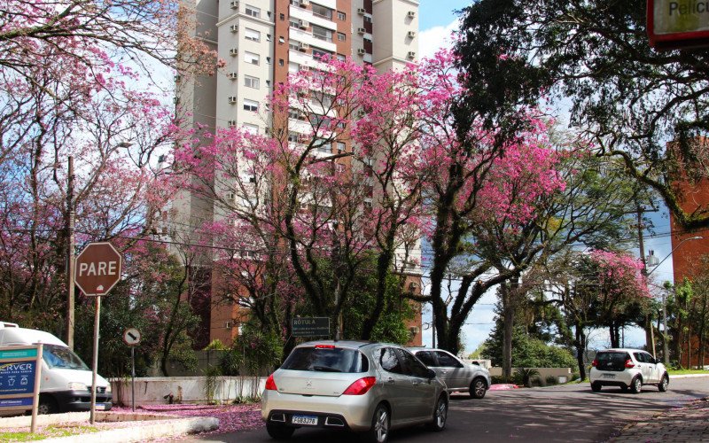 Flores coloridas anunciam a chegada da primavera pela região