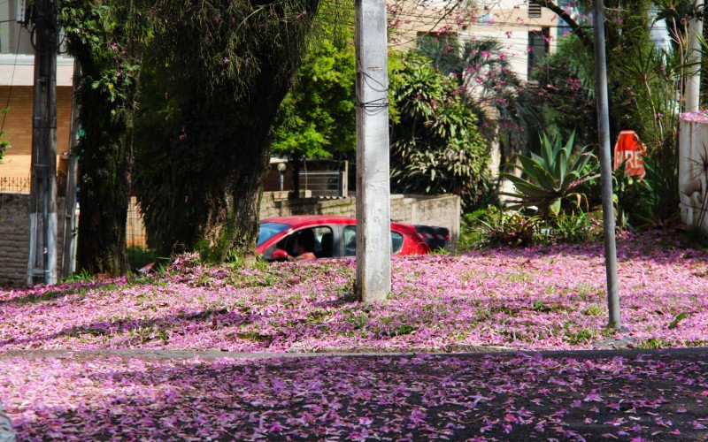 Flores coloridas anunciam a chegada da primavera pela região