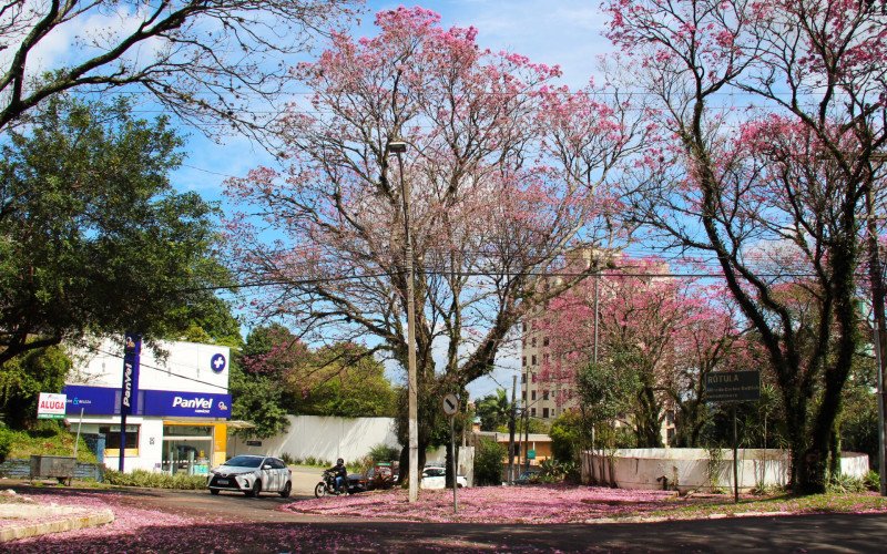 Flores coloridas anunciam a chegada da primavera pela região