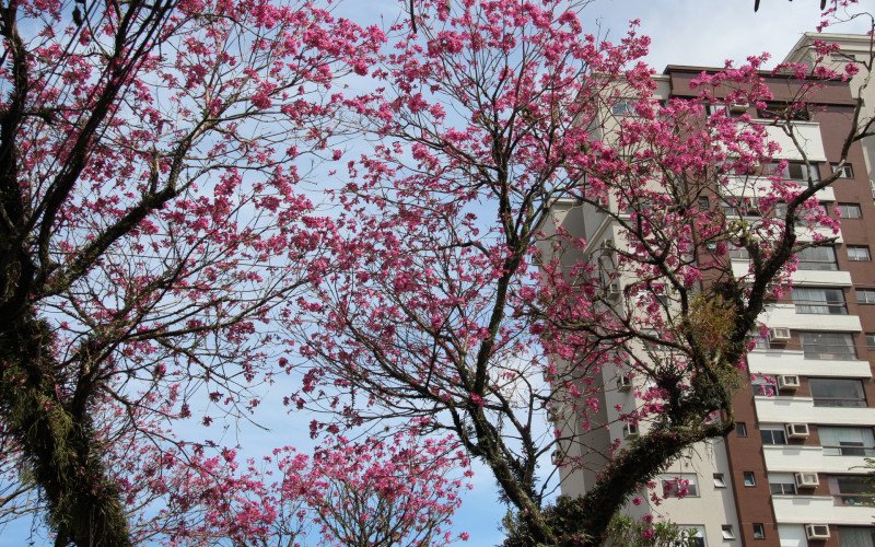 Flores coloridas anunciam a chegada da primavera pela região