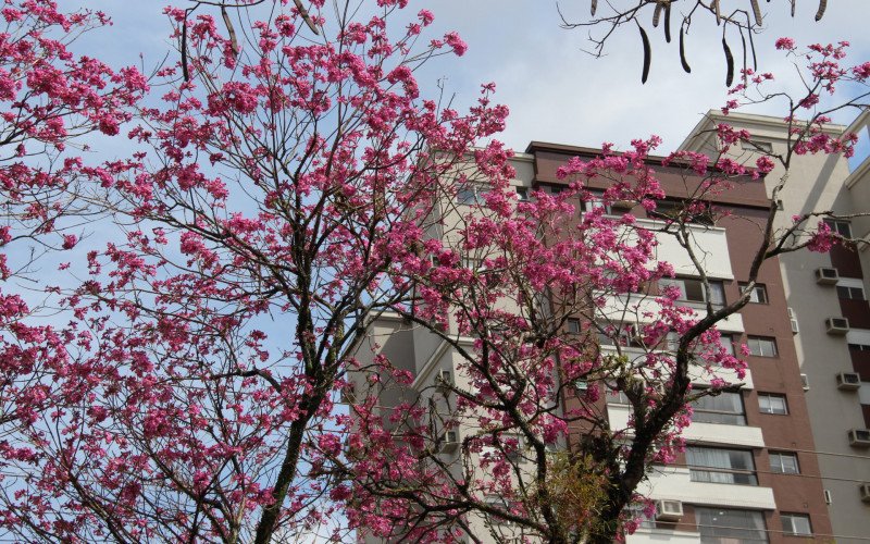 Flores coloridas anunciam a chegada da primavera pela região
