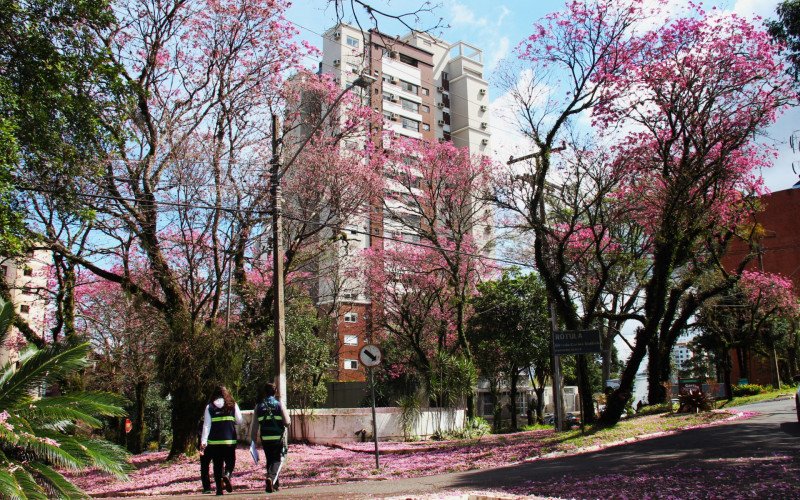 Flores coloridas anunciam a chegada da primavera pela região