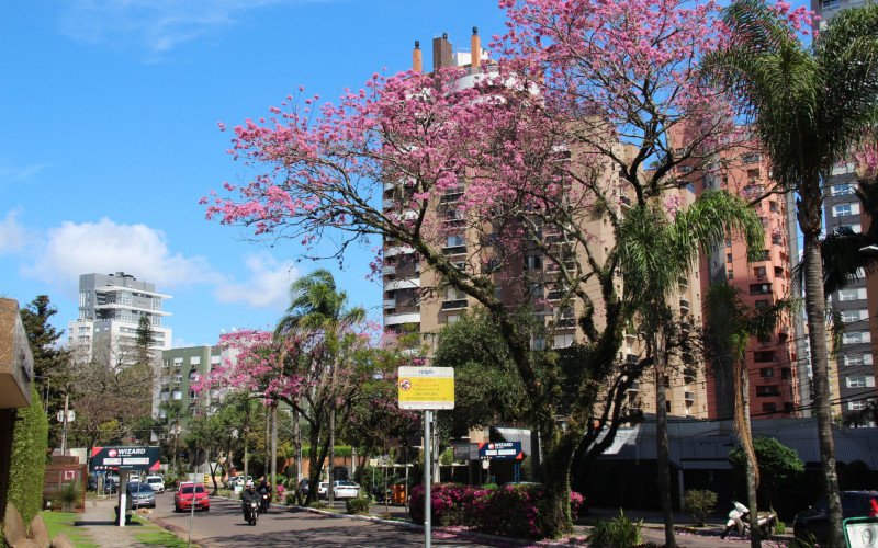 Flores coloridas anunciam a chegada da primavera pela região