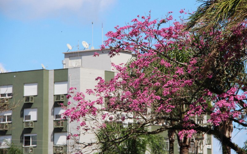 Flores coloridas anunciam a chegada da primavera pela região
