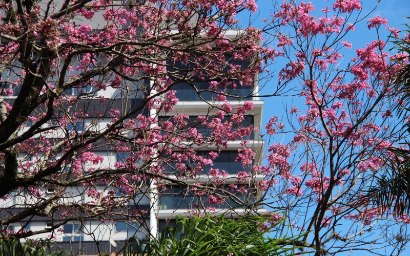 Flores coloridas anunciam a chegada da primavera pela região