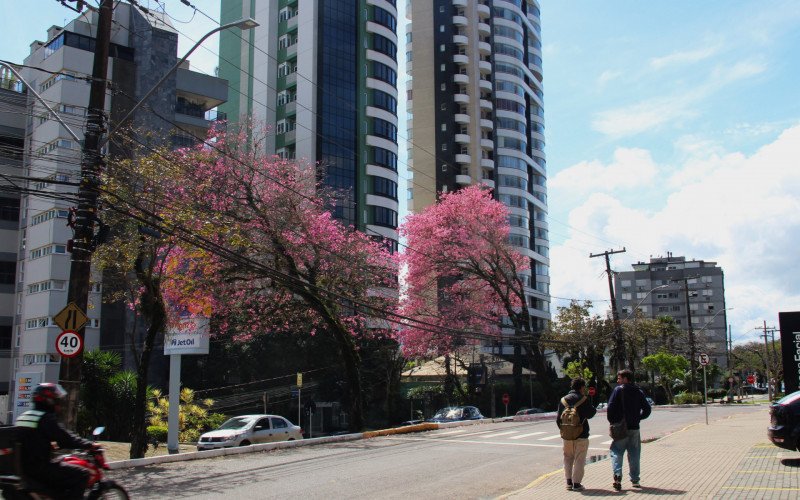 Flores coloridas antecipam a chegada da primavera