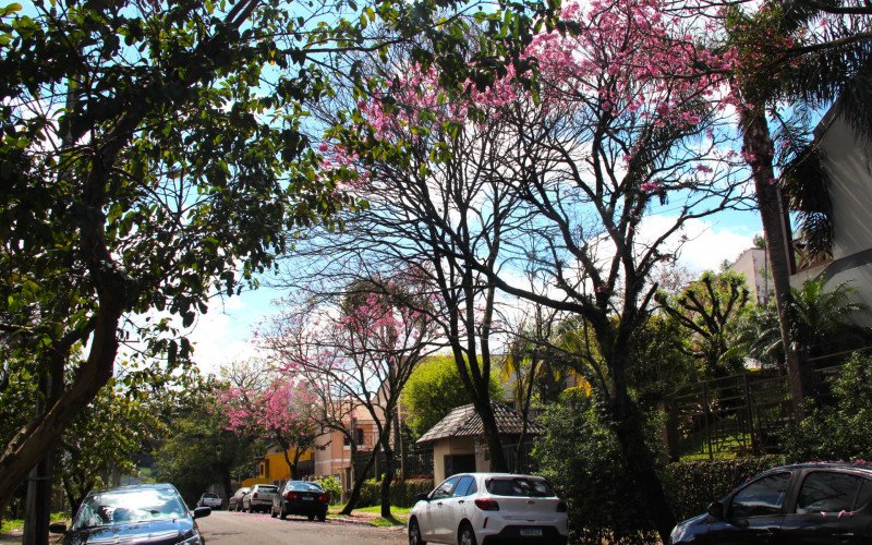 Flores coloridas antecipam a chegada da primavera