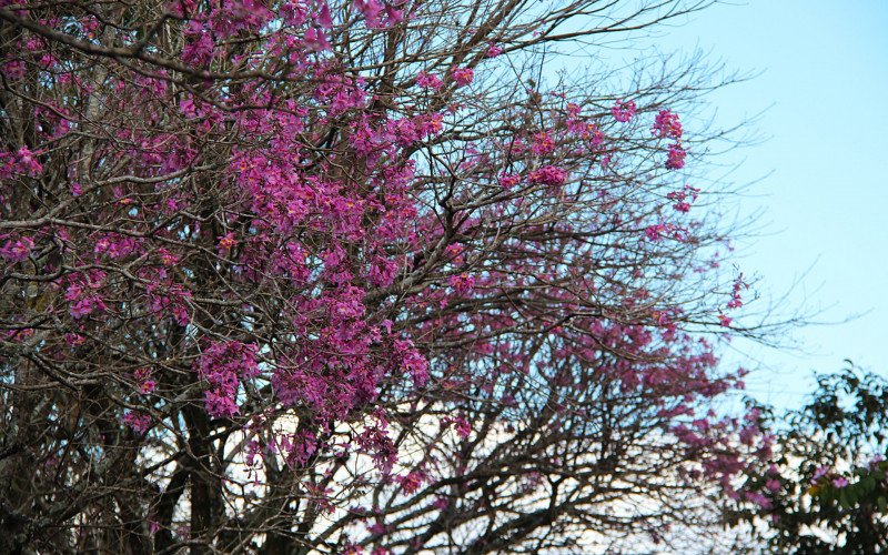 Flores coloridas antecipam a chegada da primavera