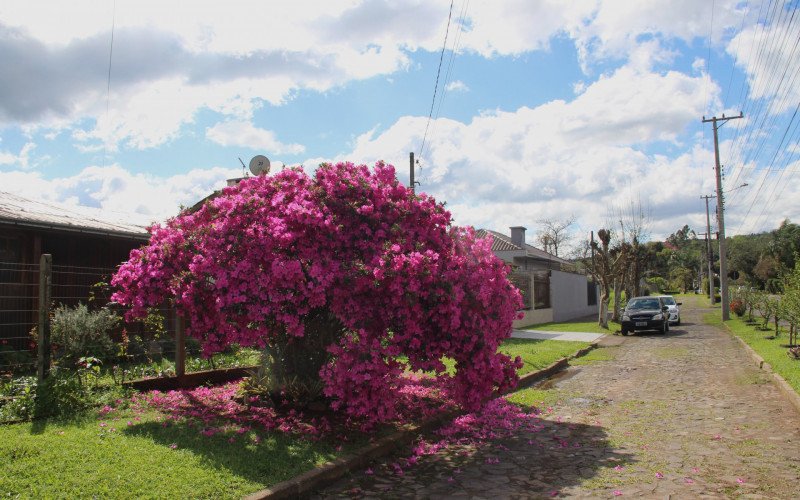 Em Estância Velha, tom rosa forte das flores chama a atenção em residência do bairro Rincão da Saudade