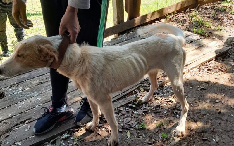 Desnutridos e em condições insalubres: Cães socorridos buscam lares temporários com urgência; saiba detalhes do caso