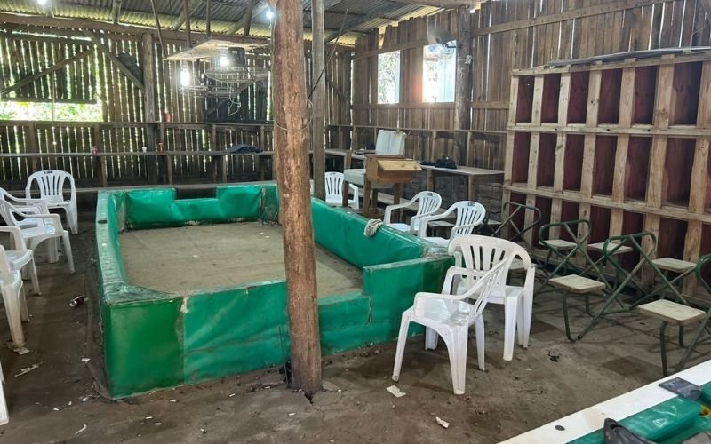 Mais de 20 animais são resgatados e três são encontrados mortos em rinha de galos no Vale do Sinos