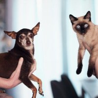 Secretaria exclusiva para o bem-estar animal pode ser criada em Novo Hamburgo; entenda