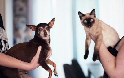 Secretaria exclusiva para o bem-estar animal pode ser criada em Novo Hamburgo; entenda