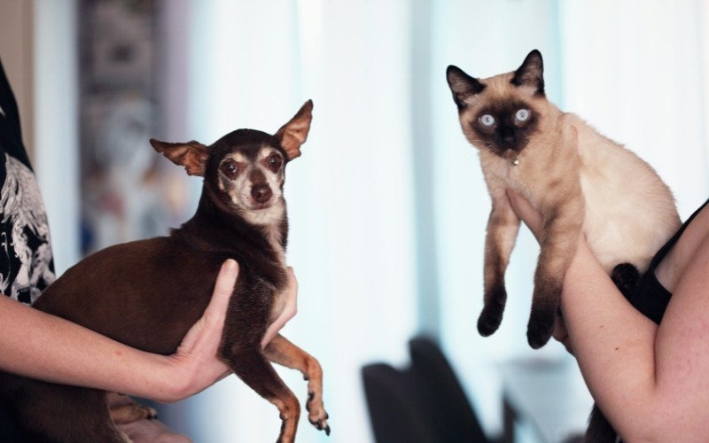 Levantamento da Petlove foi feito a partir de dados de 1,8 milhão de animais cadastrados | abc+
