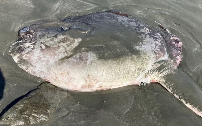 Peixe raro de quase 2 metros encalha em praia na Califórnia | abc+