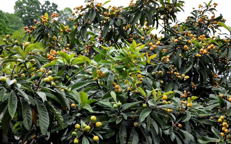 Nespereira (Eriobotrya japonica) é responsável por um fruto amarelado e doce | abc+