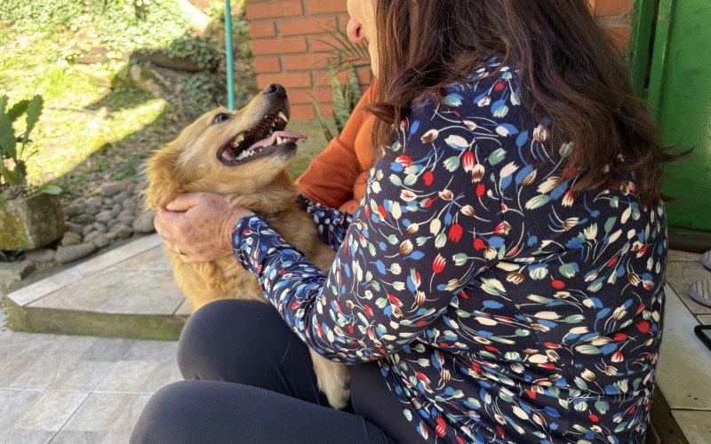 Ted Caramelo: o "cão propaganda" do Cempra de Canela ganha um lar 