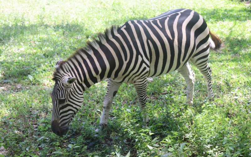 Zenaide, a  zebra do Zoo de Sapucaia do Sul, morreu no dia 6 de setembro