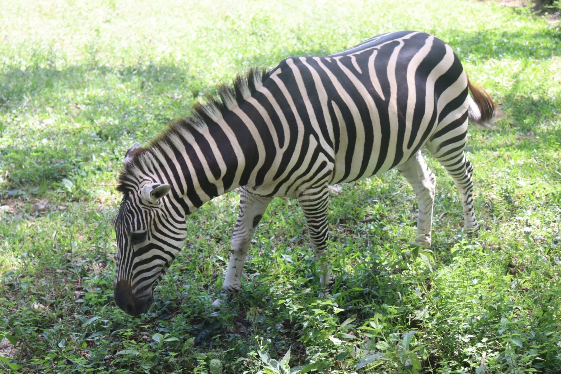 Morre a última zebra do Parque Zoológico de Sapucaia do Sul
