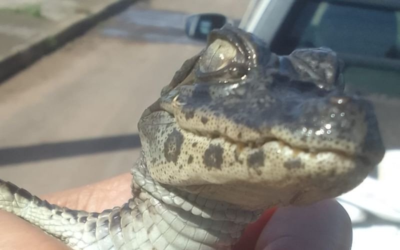 Jacaré encontrado dentro de tubulação em Novo Hamburgo | abc+