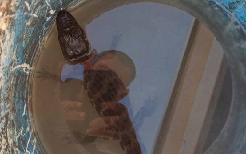 Jacaré encontrado dentro de tubulação em Novo Hamburgo | abc+