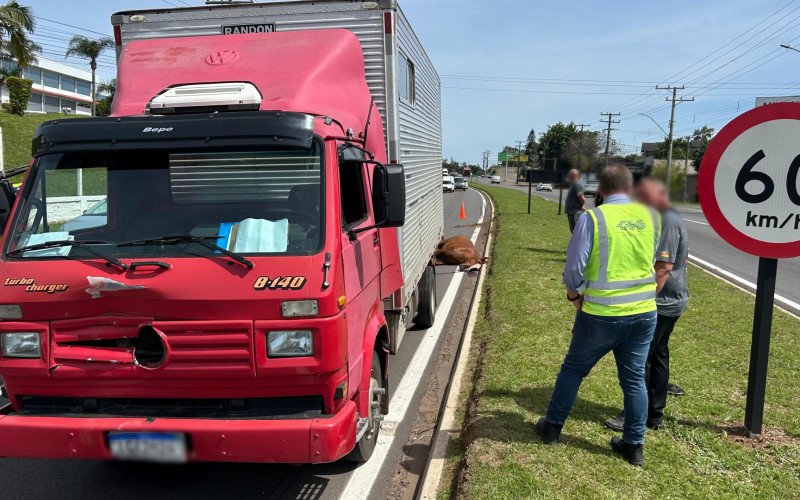 RS-240: Cavalo é atropelado por caminhão no Vale do Sinos

