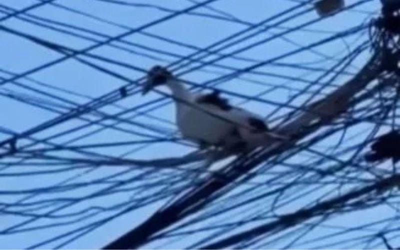 VÍDEO: Pato voador recusa resgate de Bombeiros em fiação elétrica e flagra viraliza