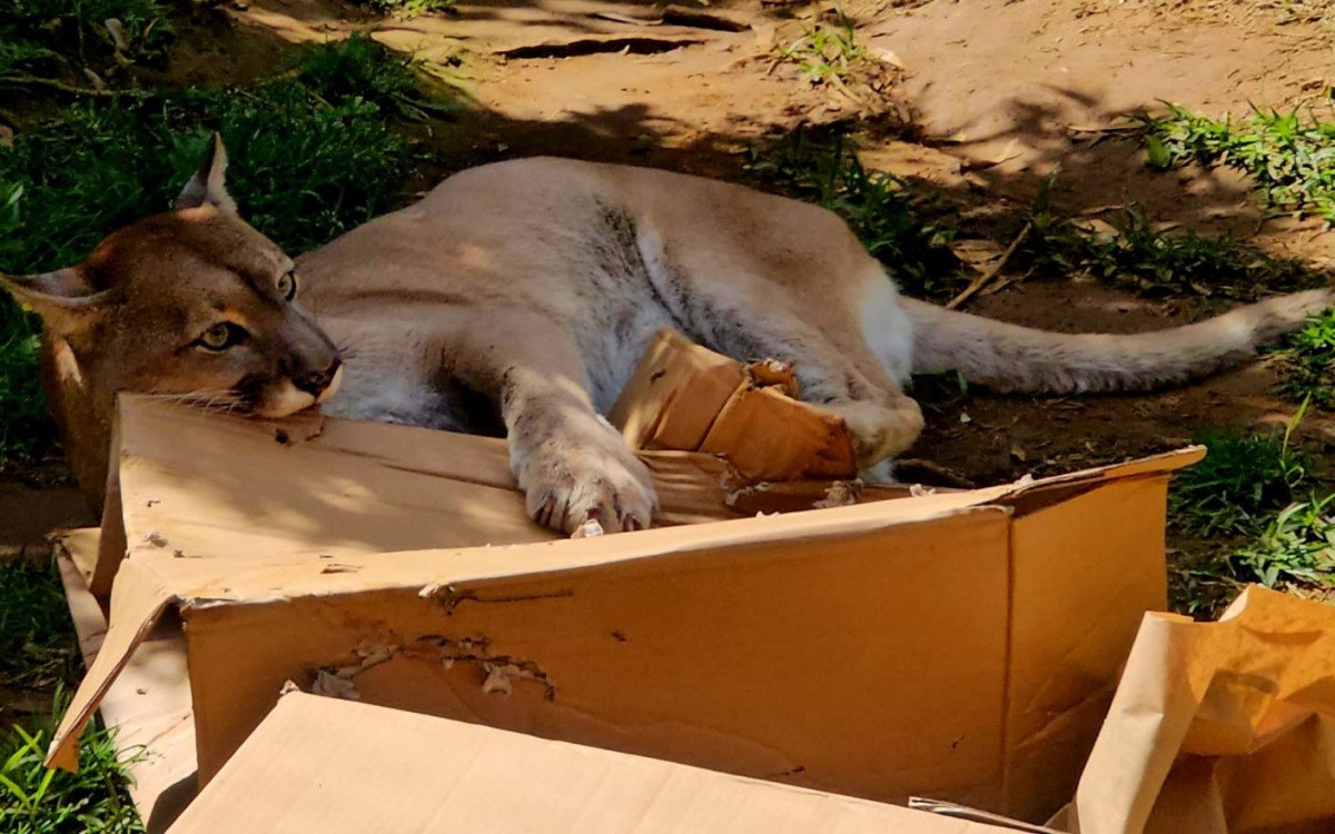 Ações de enriquecimento ambiental no Gramadozoo