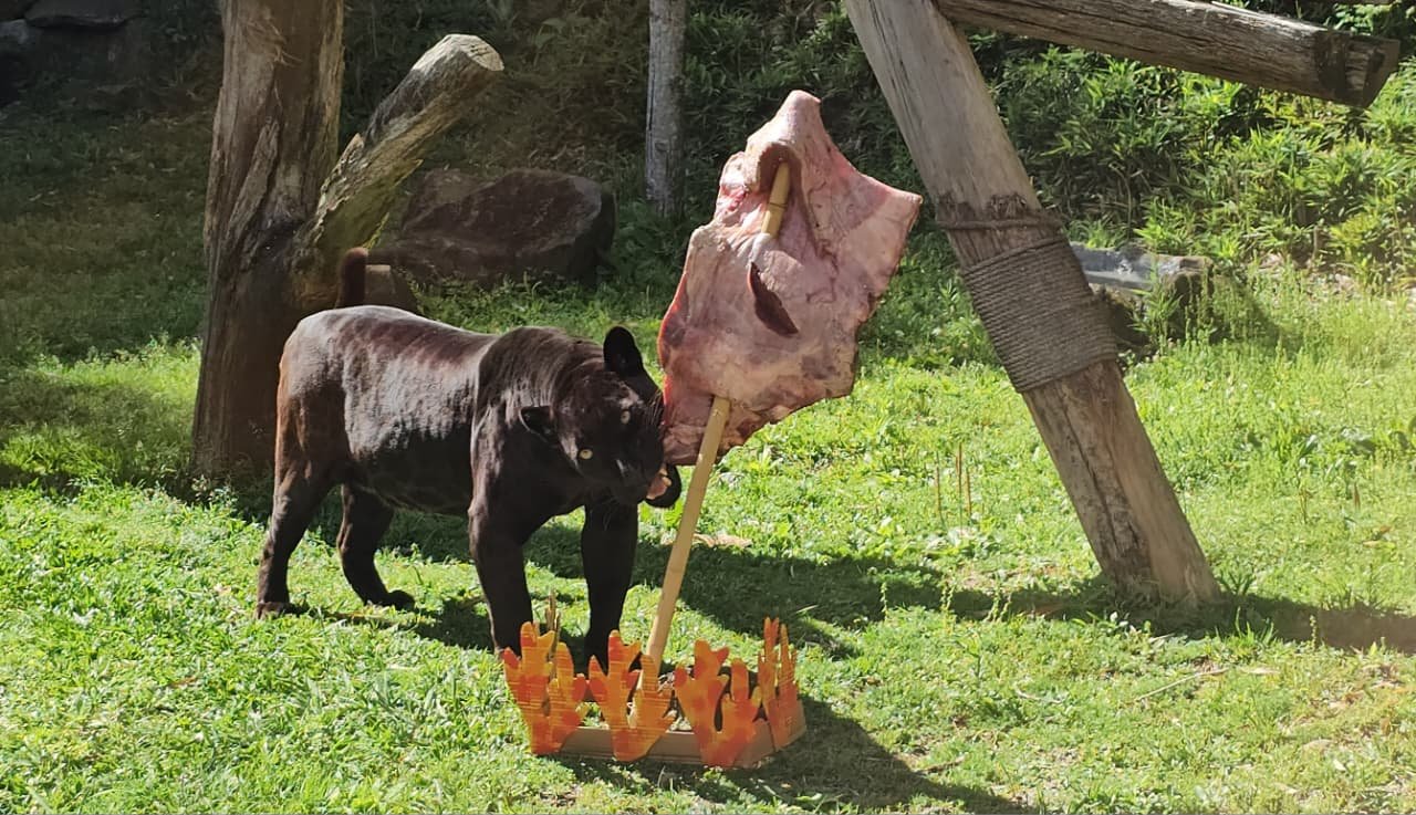 Onça-preta e puma celebram Dia do Gaúcho com costelão no zoológico de Gramado