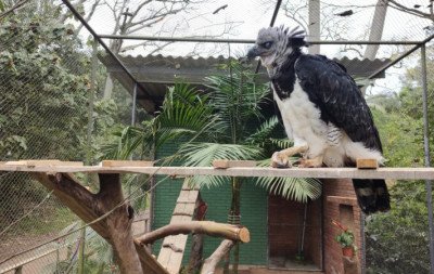 Harpia Dante chegou ao Zoológico de Sapucaia do Sul em meados de setembro