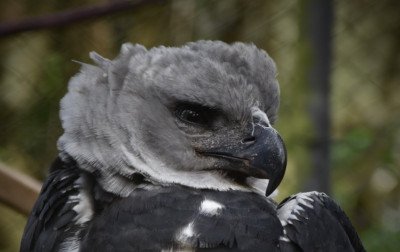 Maior ave de rapina das Américas: Parque Zoológico de Sapucaia do Sul tem novo morador